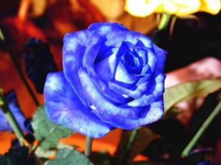 fleur