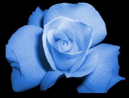 rose bleu