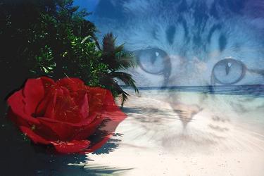 chat rose...