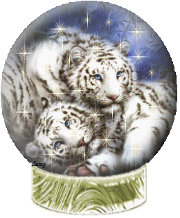 tigre blanc